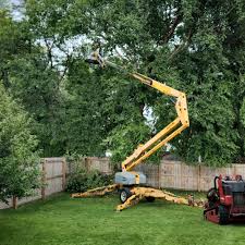  Little Canada, MN Tree Services Pros