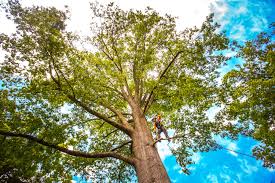 Little Canada, MN Tree Services Company